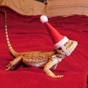 Meet your Posher, Daniela